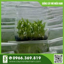 Giống Gừng Trâu