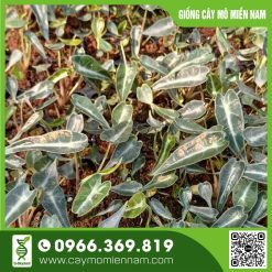 Vỉ Alocasia - Polly