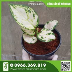 Chậu Aglaonema-Bạch Lộc