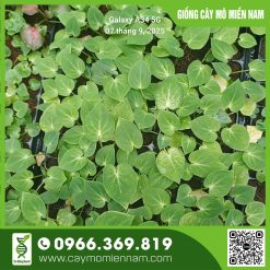 Vỉ giống Caladium - Thiên Nga Trắng