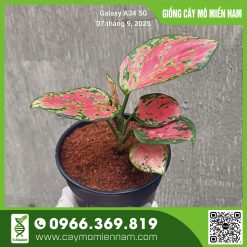 Chậu Aglaonema- Hồng Lộc