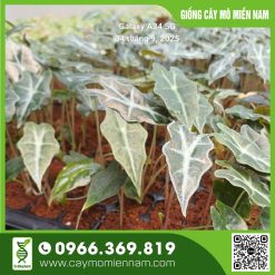 Vỉ Alocasia - Nobilis