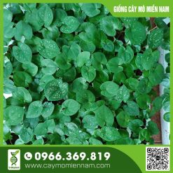 Vỉ giống Caladium- Pink