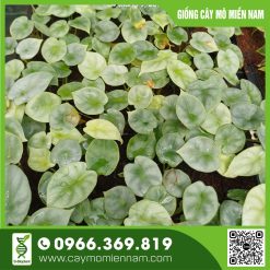 Vỉ Alocasia - Rồng bạc