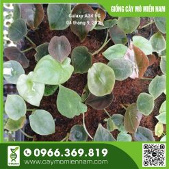 Vỉ Alocasia - Rồng Đỏ