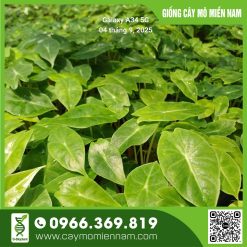 Vỉ Alocasia- Rồng hồng