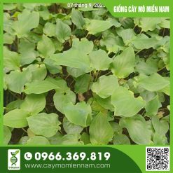 Vỉ giống Caladium - Thiên Nga  ( Thai Beauty)