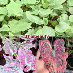 Vỉ giống Caladium - Thiên Nga  ( Thai Beauty)