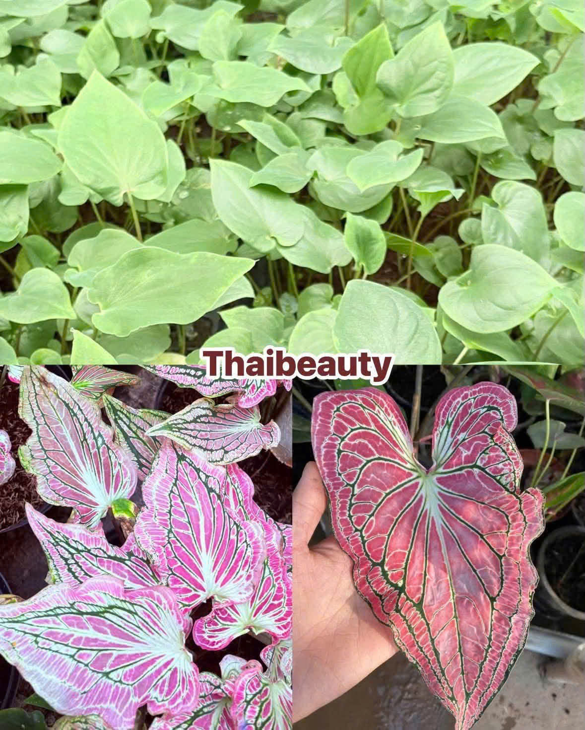 Vỉ giống Caladium - Thiên Nga  ( Thai Beauty)