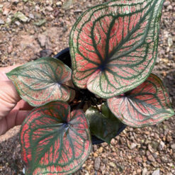 Chậu Caladium Red Spider