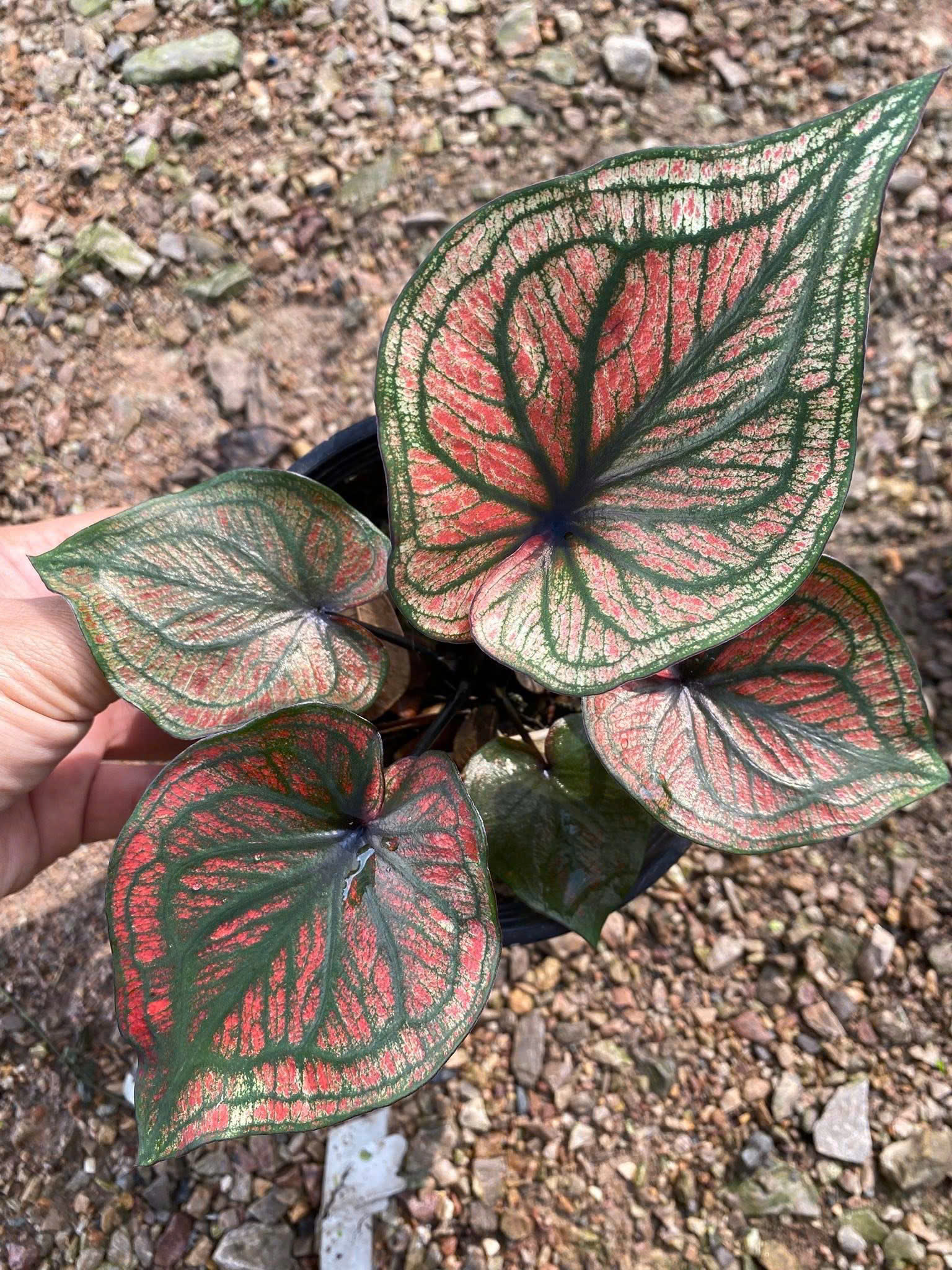 Chậu Caladium Red Spider
