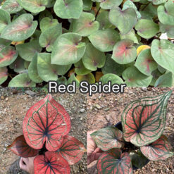 Vỉ giống Caladium Red Spider