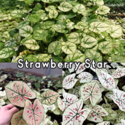 Vỉ giống Caladium Strawberry Star - Môn Dâu