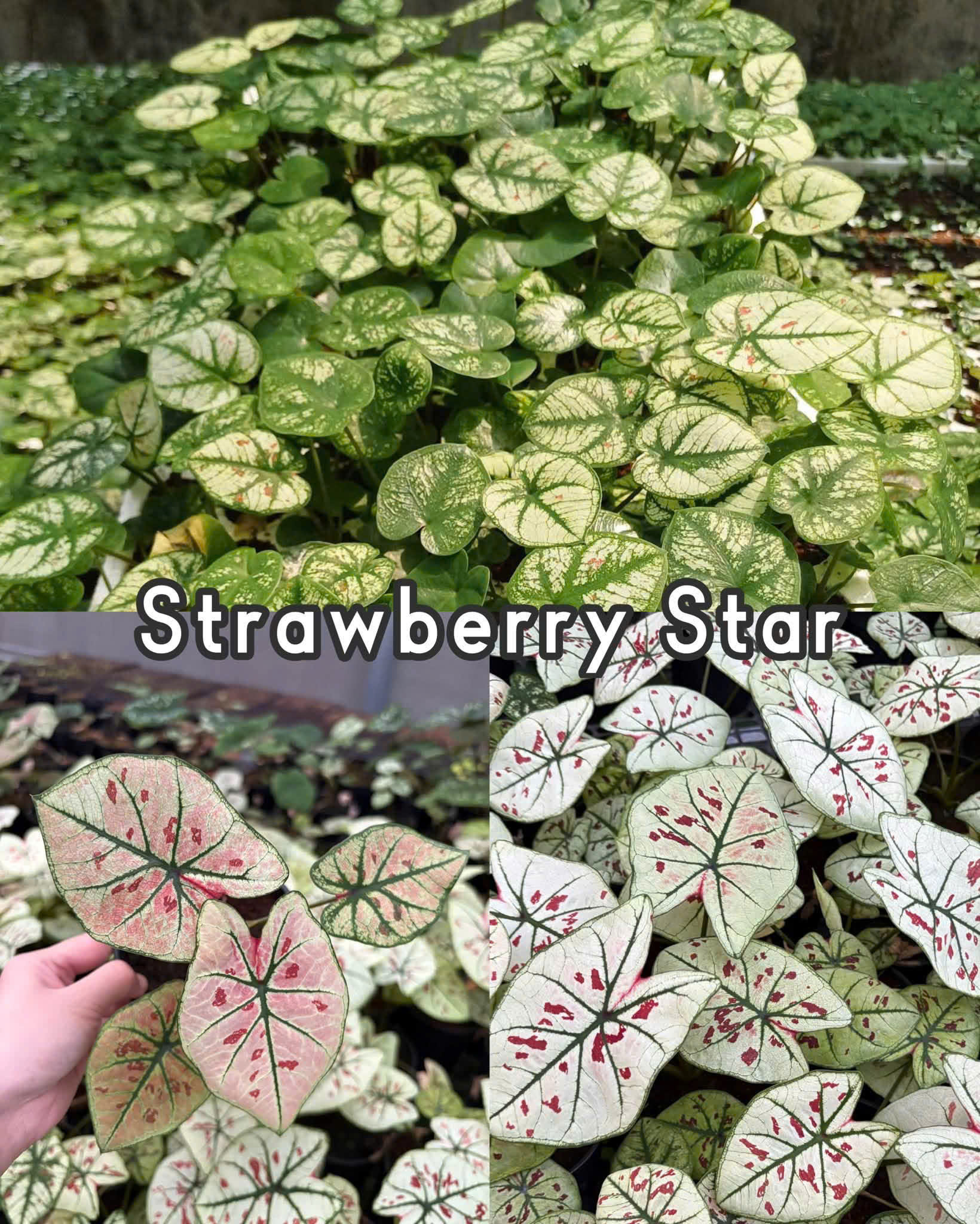 Vỉ giống Caladium Strawberry Star - Môn Dâu