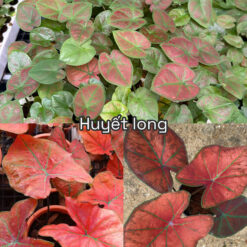 Vỉ giống Caladium Huyết Long