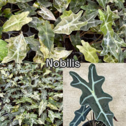 Vỉ Alocasia - Nobilis