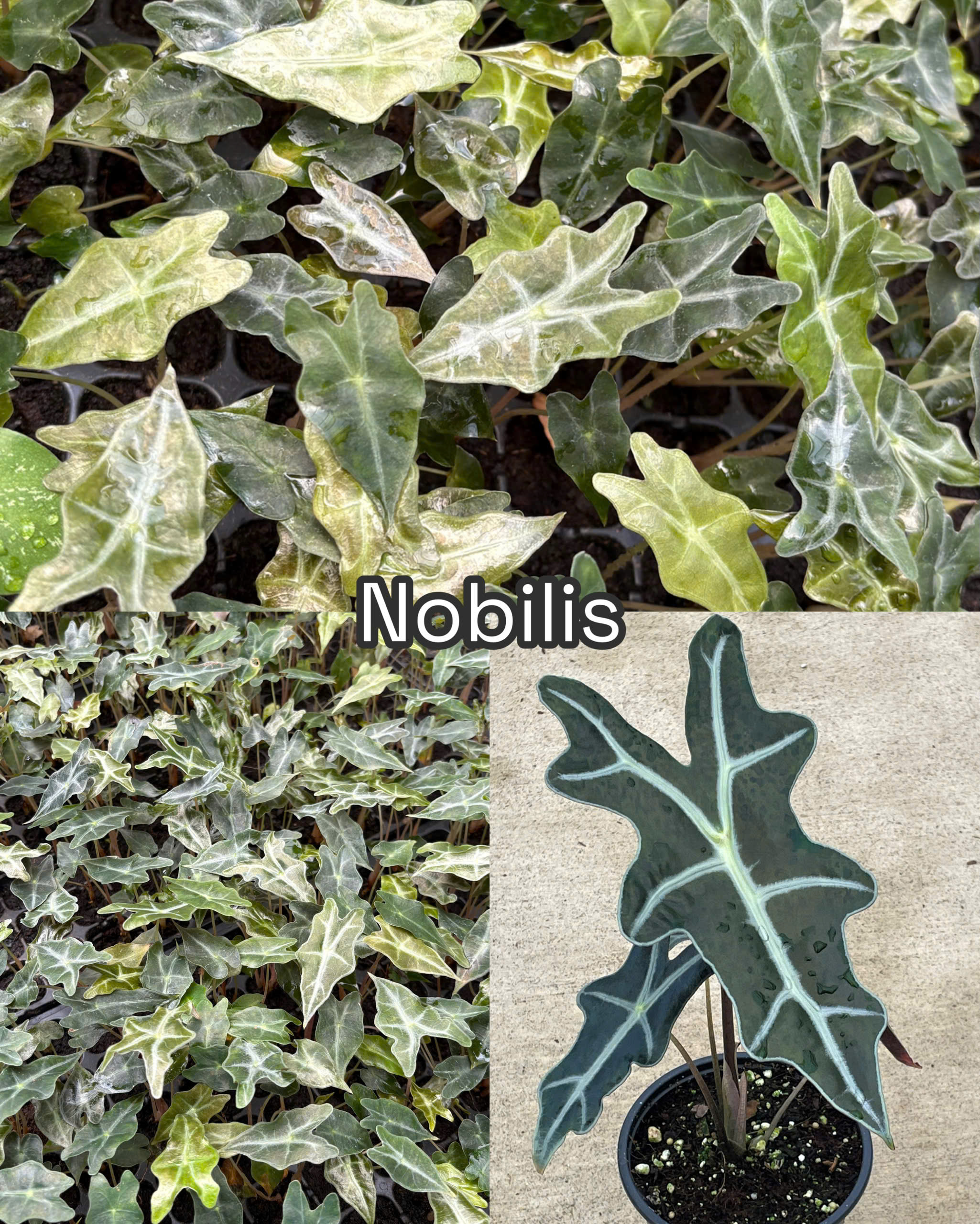 Vỉ Alocasia - Nobilis