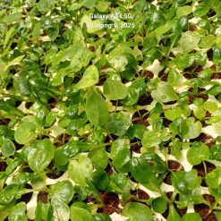 Vỉ giống Caladium - Song Ngư