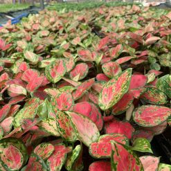 Vỉ Aglaonema - Hồng Lộc