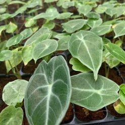 Vỉ Alocasia- Waso