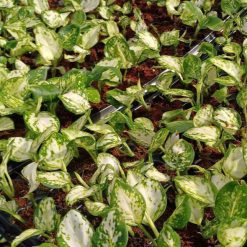 Vỉ Aglaonema- Bạch Lộc