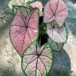 Chậu Caladium- Pink