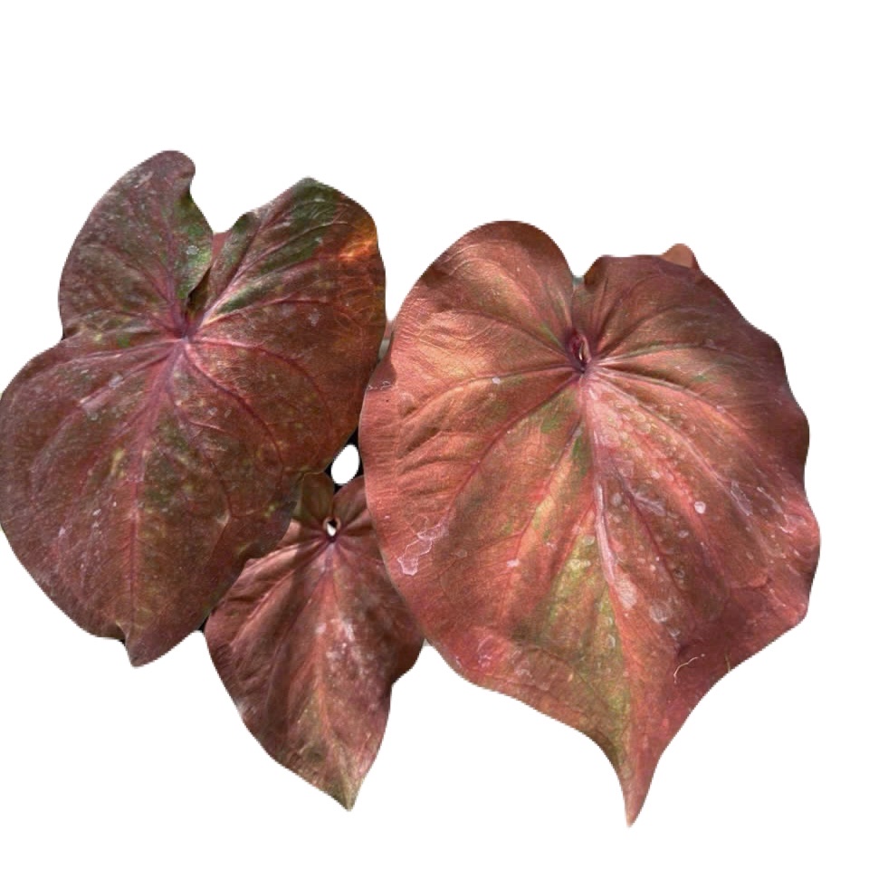 z7069440863659_c76a89e344e63c0cea3b7052d6cf0a82