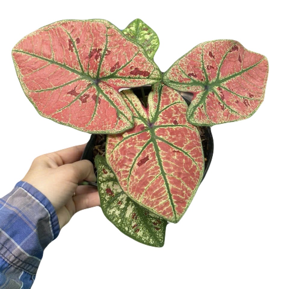 z7069441679063_fbd819aeba64de54118075f33344704c