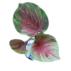 Chậu Caladium - Song Ngư