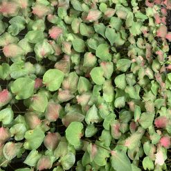Vỉ giống Caladium - Hồng xoắn