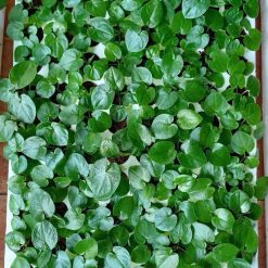 Vỉ giống Caladium- Hồng tim