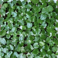 Vỉ giống Caladium- Hồng non