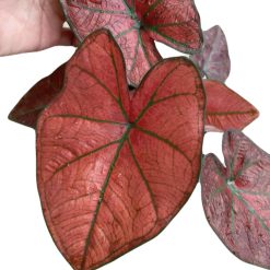 Chậu Caladium - Cam Thái