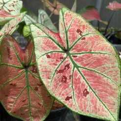 Chậu Caladium - Dâu (Strawberry Star)