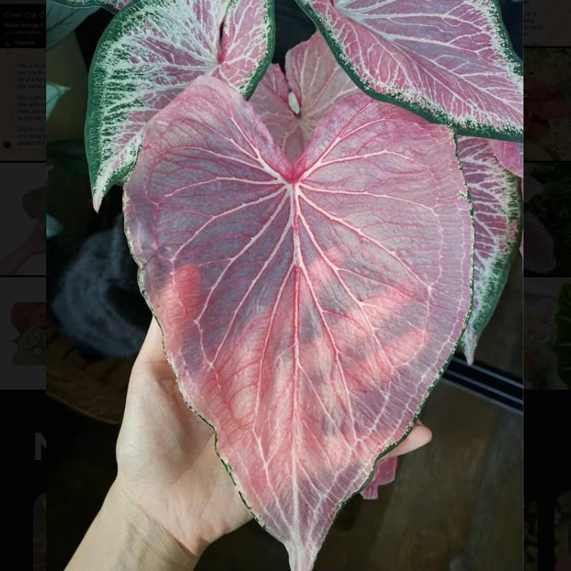 z7070328915626_350062365ac4b83a92701c1421222947