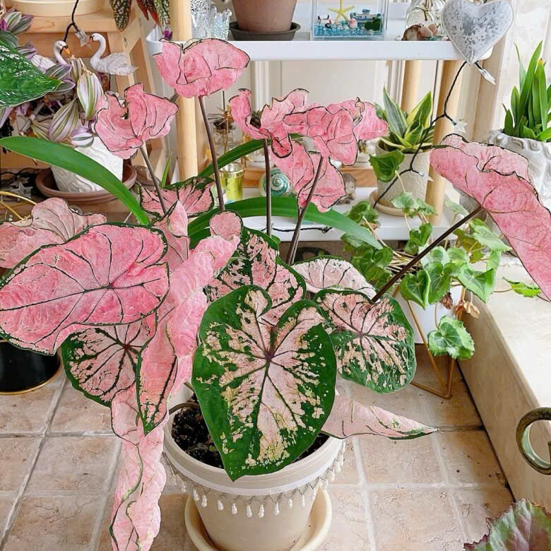 z7070345800960_6e971d558fdef212760ecafd8281474c