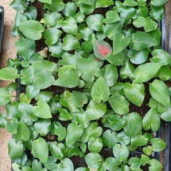 Vỉ giống Caladium- Thiên nga Cam