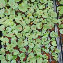 Vỉ giống Caladium-Thiên Nga Đỏ