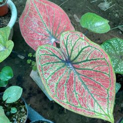 Chậu Caladium- Thiên Nga Đỏ