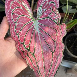 Chậu Caladium- Thiên Nga Hồng (Thai beauty)