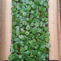 Vỉ giống Caladium - Moonlight