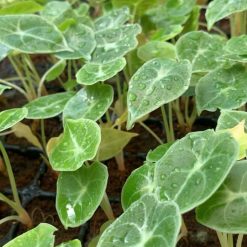 Vỉ giống Alocasia-Waso