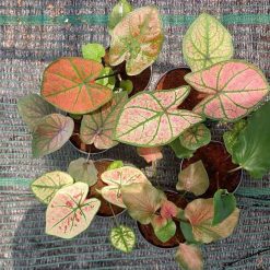 Combo 6 chậu Caladium Mix