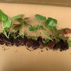 10 cây giống Caladium mix 5 loại