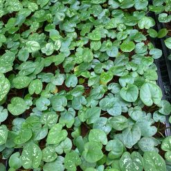 Vỉ giống Caladium - Dâu ( Strawberry Star)