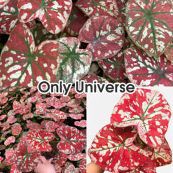 Vỉ giống Caladium Only Universe (chuẩn giống Thái)