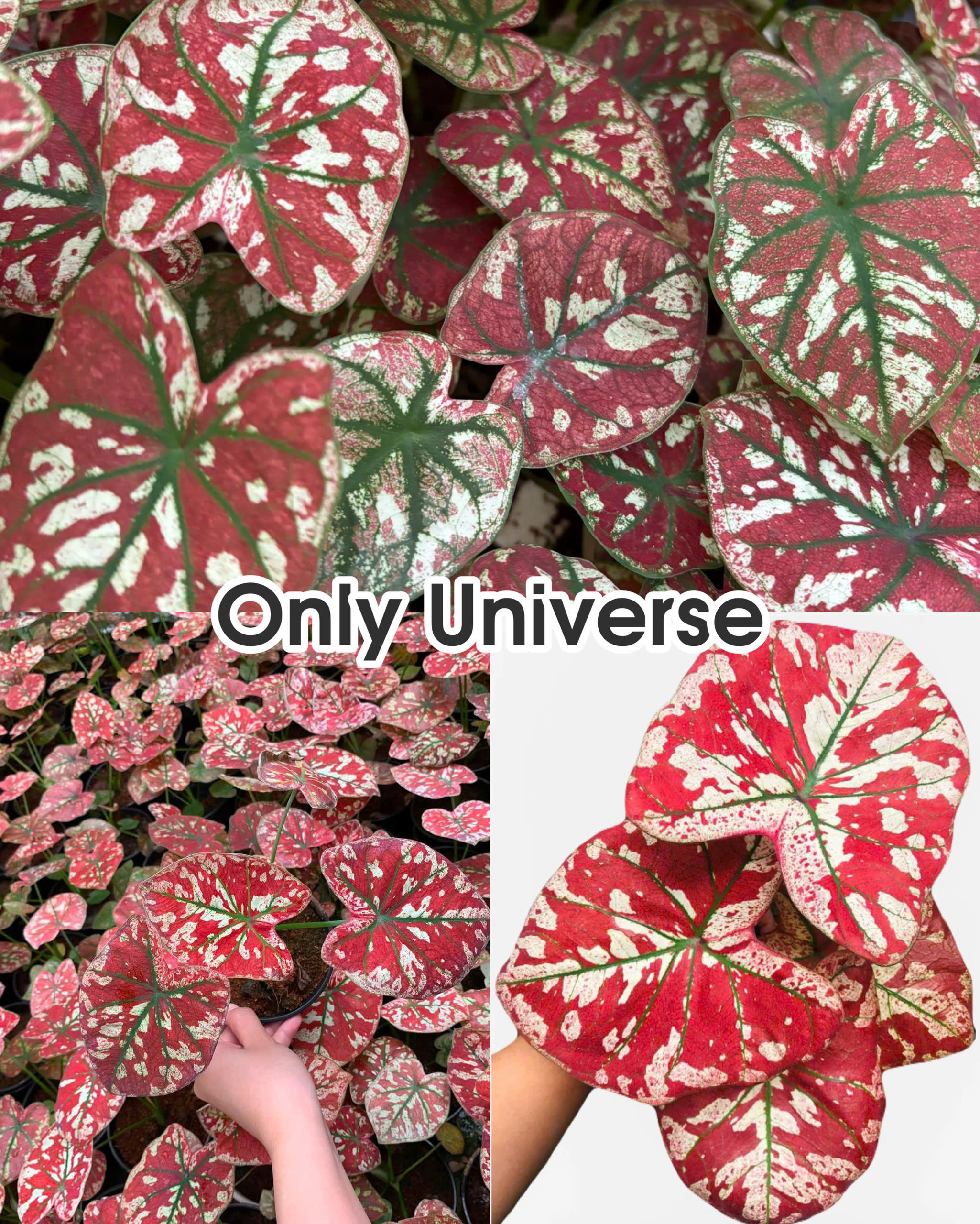 Vỉ giống Caladium Only Universe (chuẩn giống Thái)