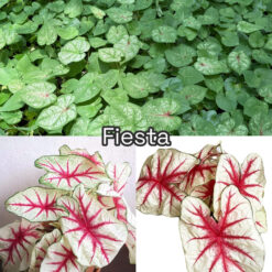 Vỉ giống Caladium Fiesta (White Queen)