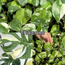 Vỉ giống giống Monstera Thaicons nuôi cấy mô ( var xịn)