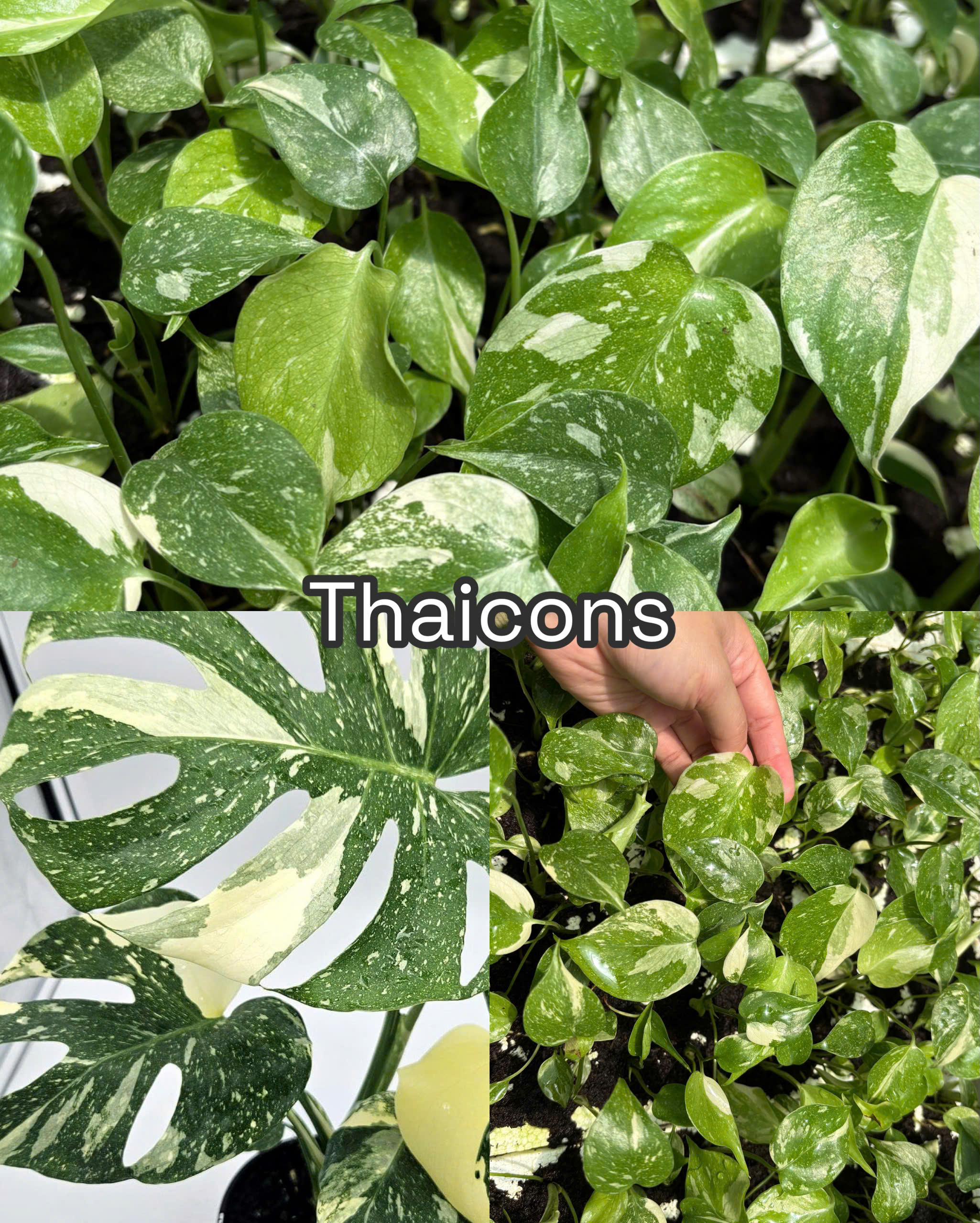 Vỉ giống giống Monstera Thaicons nuôi cấy mô ( var xịn)